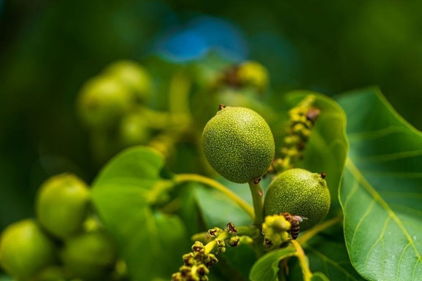 اسید هیومیک برای گردو