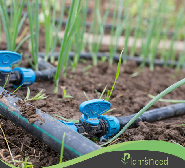 بهترین بذر گندم با تناژ بالا چیست؟ 🌱 | نیاز گیاهان